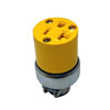 Cooper Wiring Devices, 2228-BOX, 5-20R